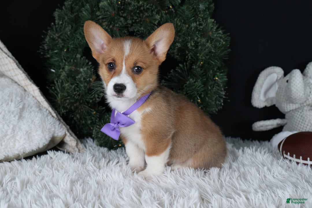 Welsh Corgi Pembroke dogs for sale: Holden - Ad 31