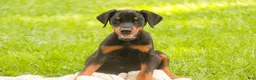 Doberman Pinscher dogs for sale: Malcolm - Ad 6