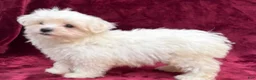 Maltese dogs for sale: Maltese 1 - Ad 5