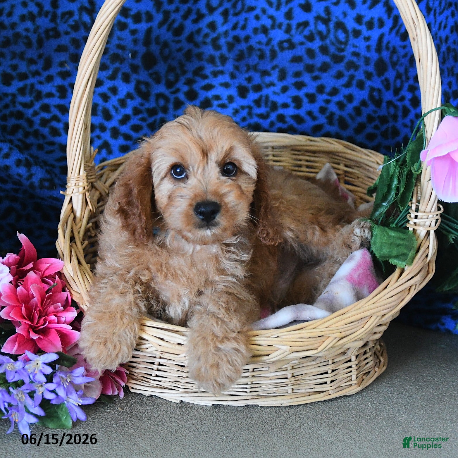 Cavapoo dogs Cameron - Ad 1