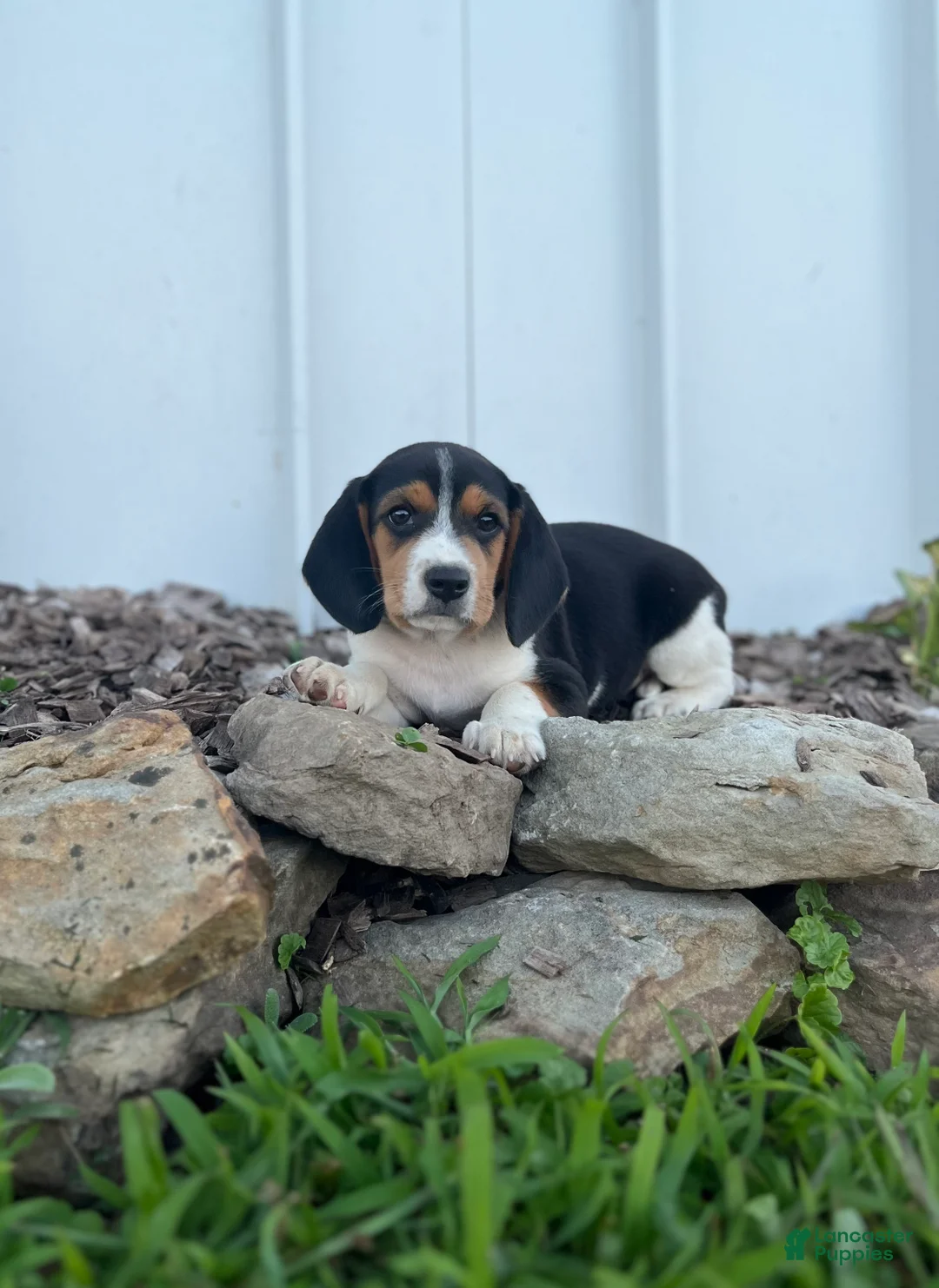 Beagle dogs for sale: Beagle 1 - Ad 2