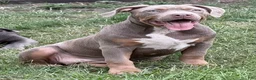 American Bully dogs for sale: Athena - Ad 4