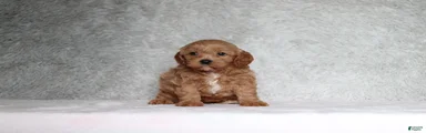 Milo