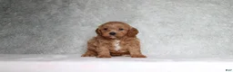 Cavapoo dogs for sale: Milo - Ad 1