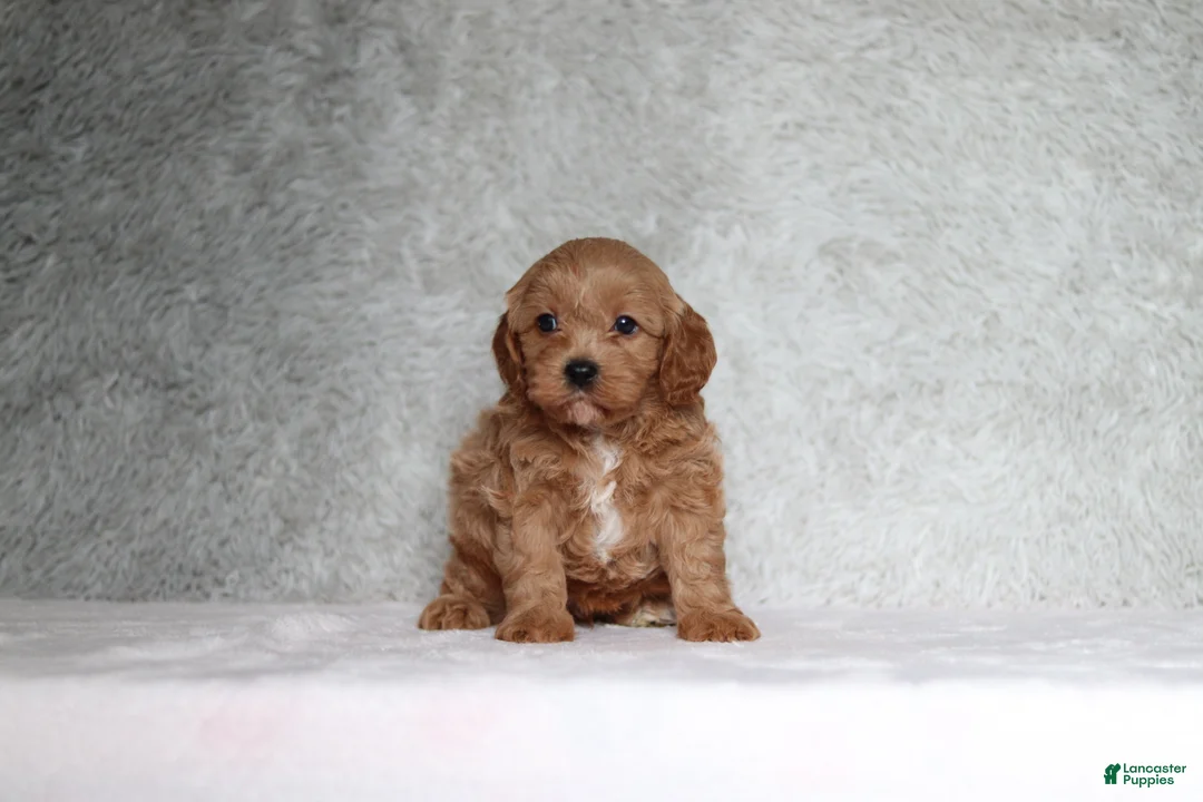 Cavapoo dogs for sale: Milo - Ad 1
