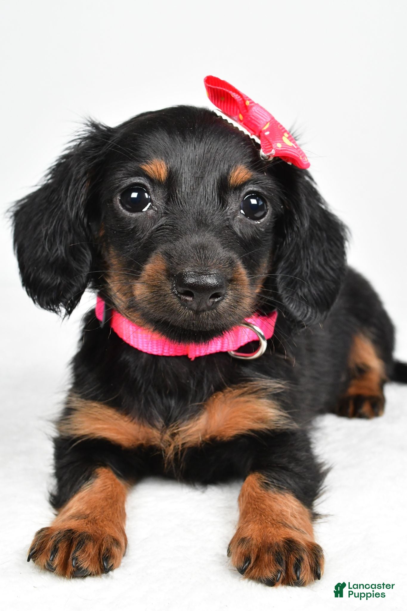 Miniature Dachshund dogs Maddie - Ad 2