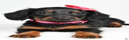 Miniature Dachshund dogs for sale: Maddie - Ad 2