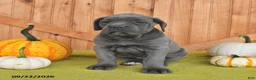 Cane Corso dogs for sale: Clementine - Ad 3