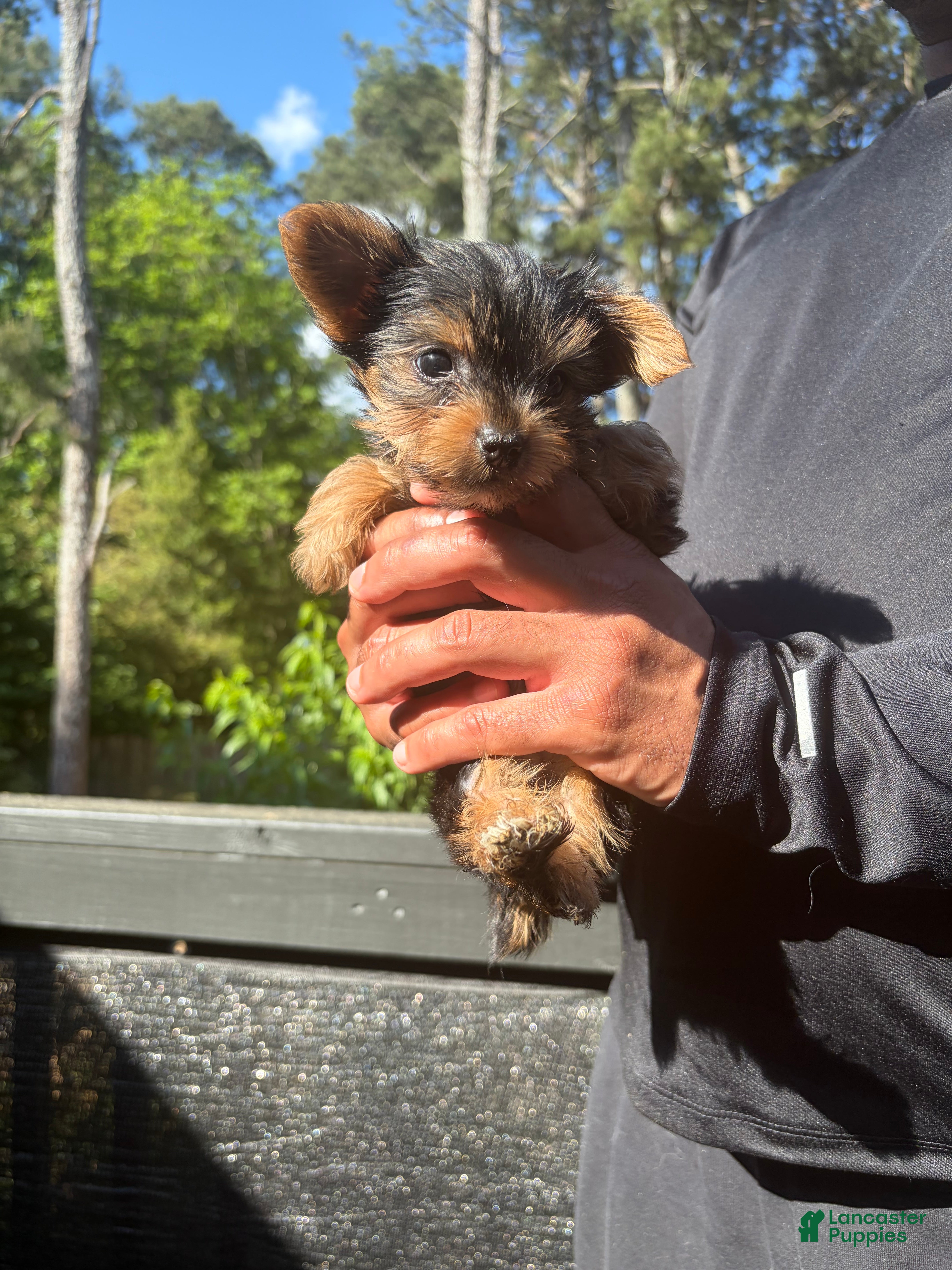 Yorkshire Terrier dogs Lucky - Ad 2