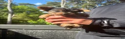 Yorkshire Terrier dogs for sale: Yorkshire Terrier Puppy 2 - Ad 2