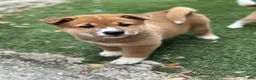 Shiba Inu dogs for sale: Meatball - Ad 2