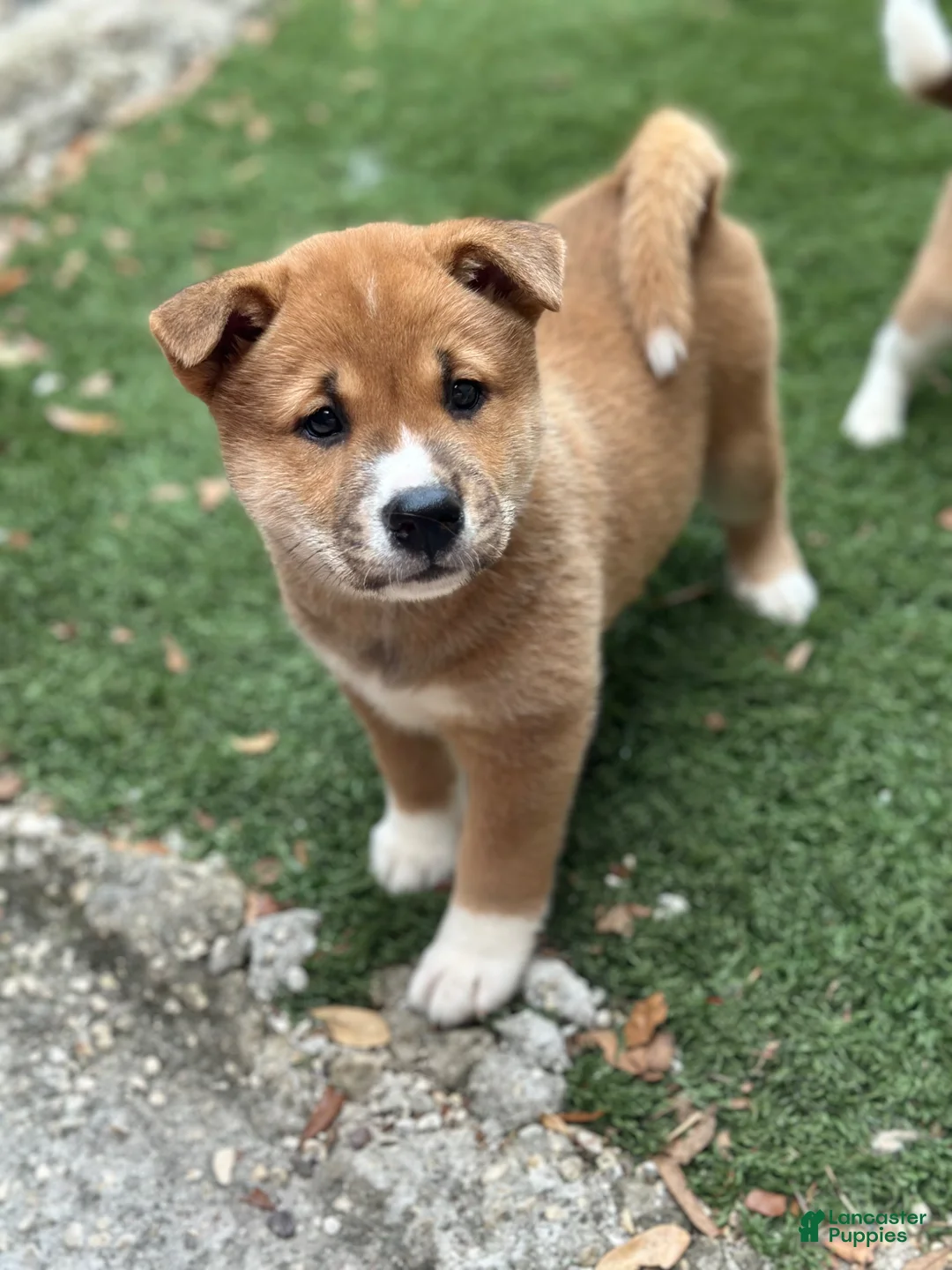 Shiba Inu dogs for sale: Meatball - Ad 2