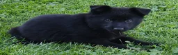 German Shepherd dogs for sale: Reba - Ad 4