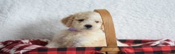 Goldendoodle dogs for sale: Goldendoodle Puppy 2 - Ad 1