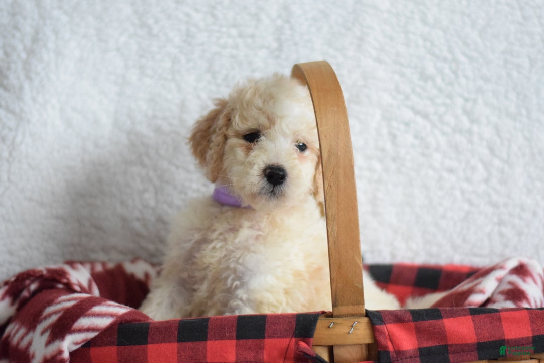 Goldendoodle dogs for sale: Goldendoodle Puppy 2 - Ad 1