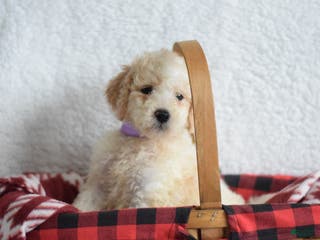 Goldendoodle dogs Goldendoodle Puppy 2 - Ad 7