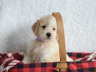 Goldendoodle dogs Goldendoodle Puppy 2 - Ad 30