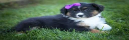 Mini Aussiedoodle dogs for sale: Larson🐾 - Ad 15