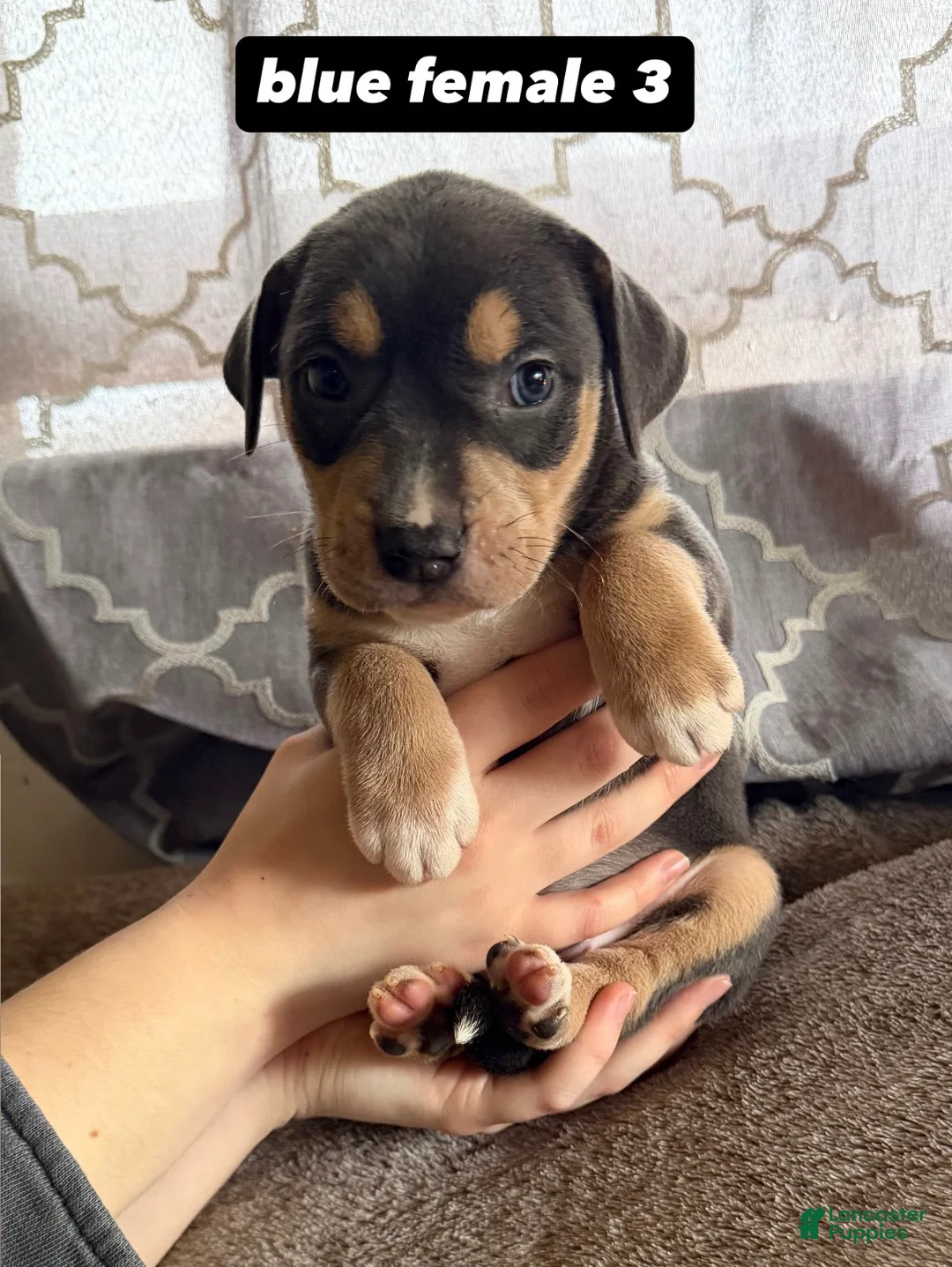 Mixed Breed dogs for sale: Puppy 3 - Ad 1