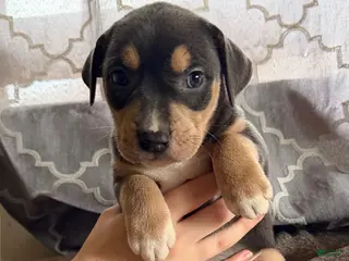 Mixed Breed dogs Puppy 3 - Ad 31