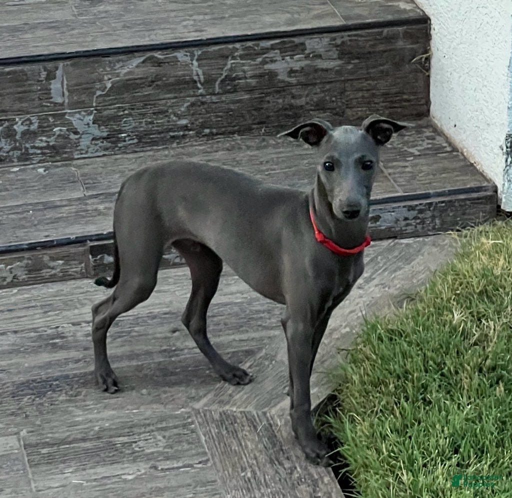 Italian Greyhound dogs Angelo - Ad 1