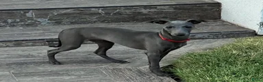 Angelo