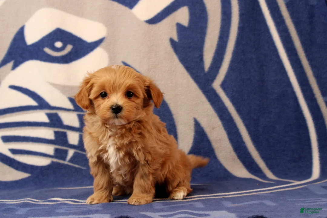 Maltipoo dogs for sale: Baby - Ad 4