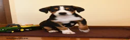 Greater Swiss Mountain Dog dogs for sale: Pippin - Ad 2