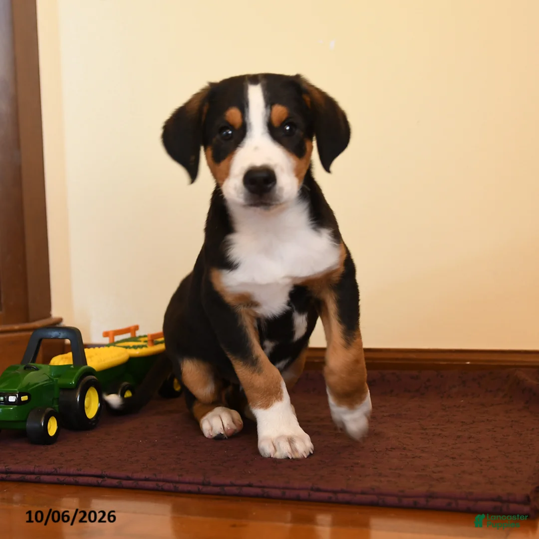 Greater Swiss Mountain Dog dogs for sale: Pippin - Ad 2