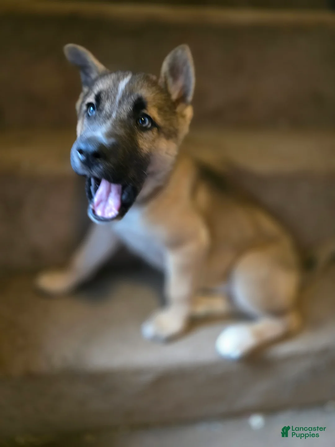 Gerberian Shepsky dogs for sale: Snowflake  - Ad 1