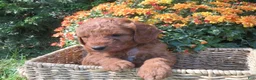Mini Goldendoodle dogs for sale: Ginger - Ad 3
