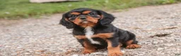 Cavalier King Charles Spaniel dogs for sale: Loki Cavalier King Charles Spaniel - Ad 6