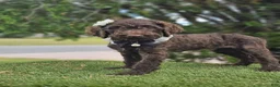 Goldendoodle dogs for sale: Miss Cocoa Chanel - Ad 2