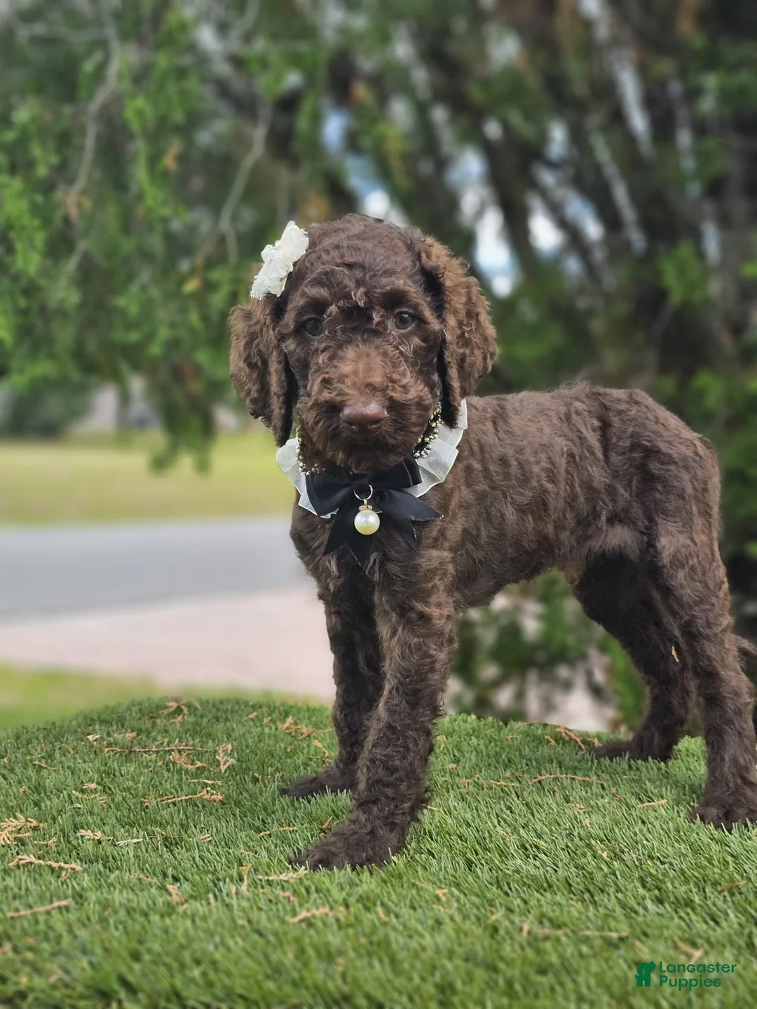 Goldendoodle dogs for sale: Miss Cocoa Chanel - Ad 2