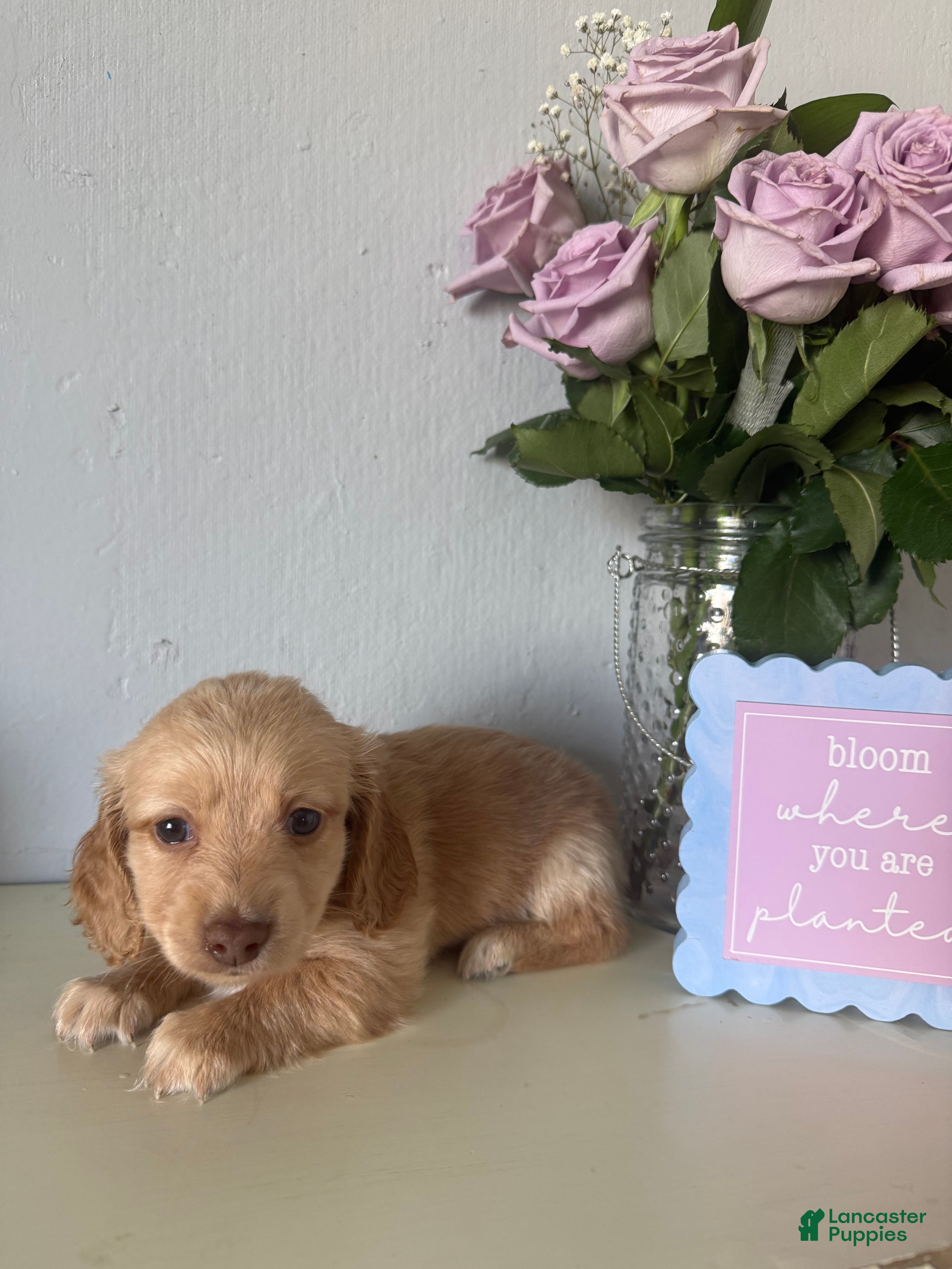 Miniature Dachshund dogs Luna - Ad 1