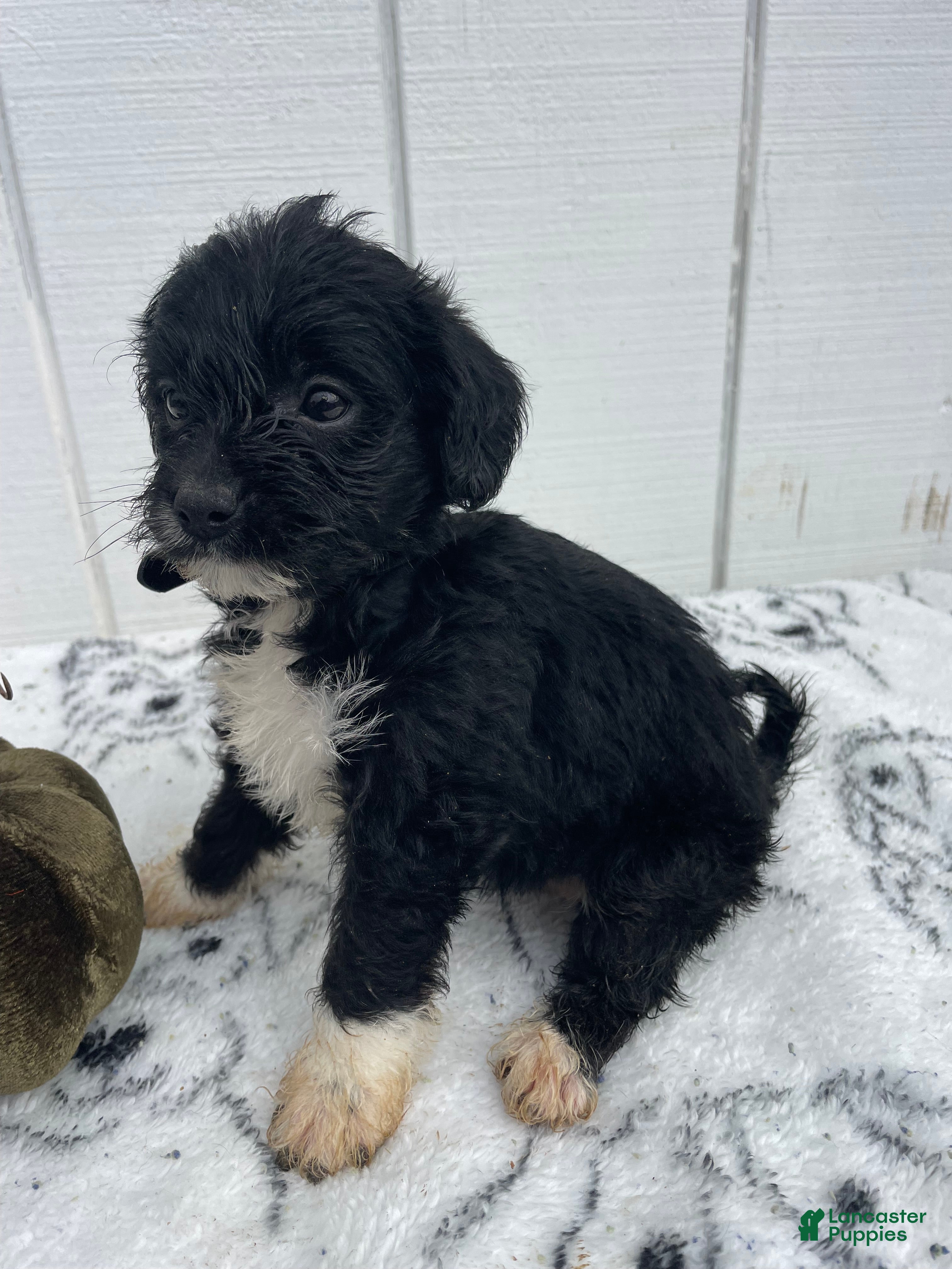 Yorkiepoo dogs Hope - Ad 2
