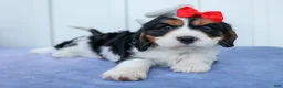 Cavalier King Charles Spaniel dogs for sale: Winston 🐶 - Ad 10
