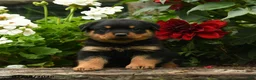 Rottweiler dogs for sale: Lydia - Ad 3