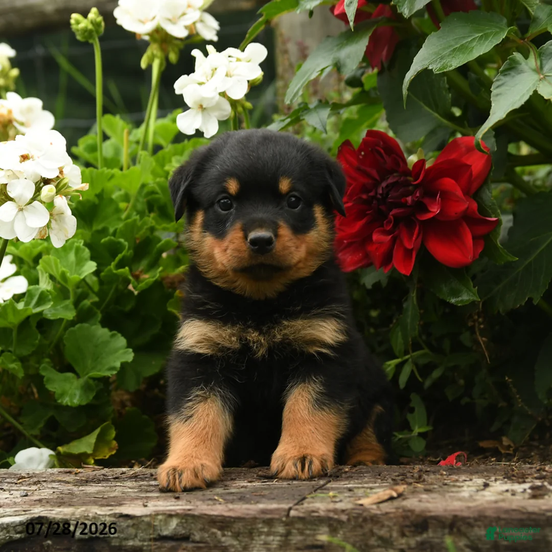 Rottweiler dogs for sale: Lydia - Ad 3