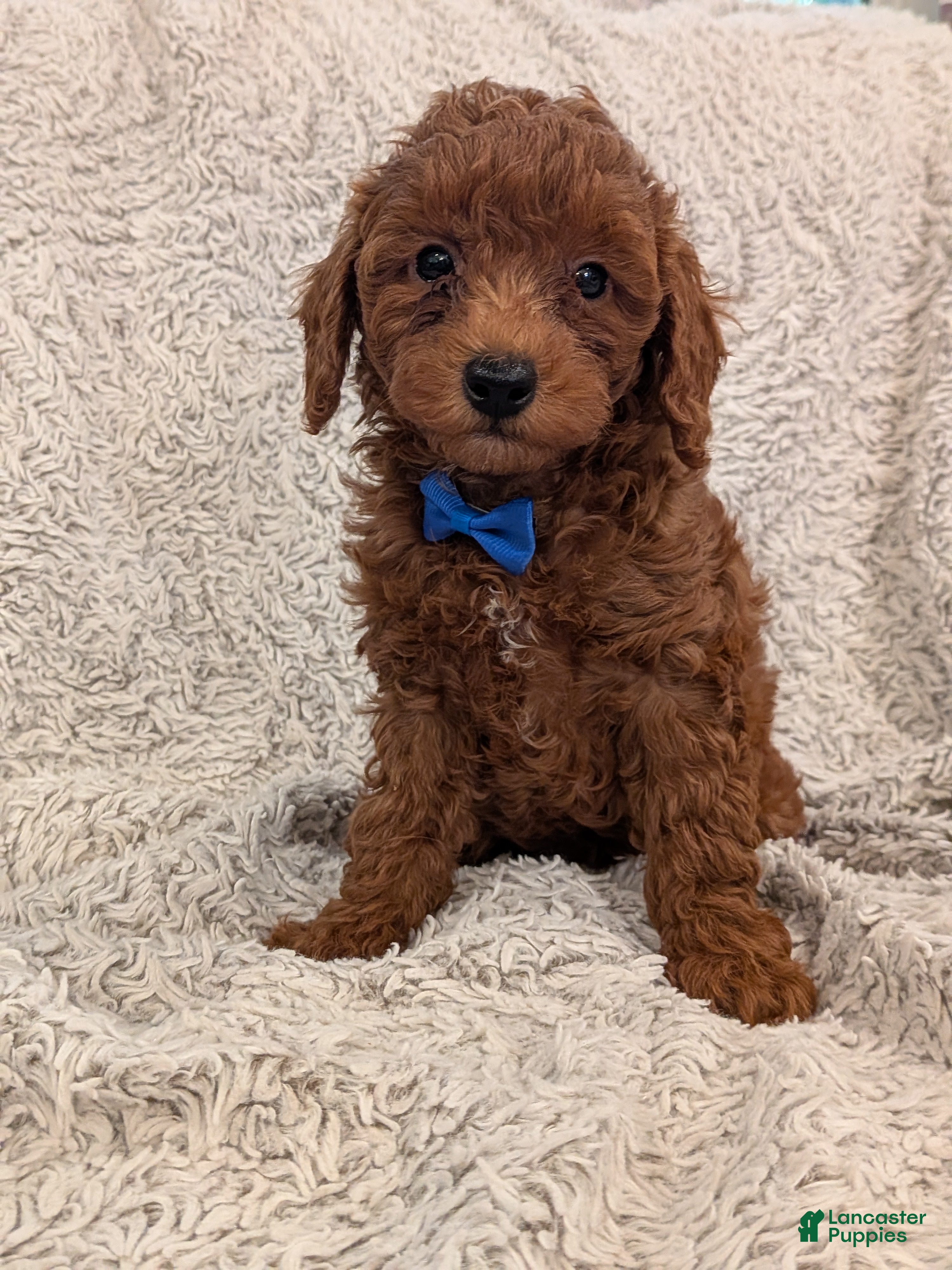 Miniature Poodle dogs Brody - Ad 1