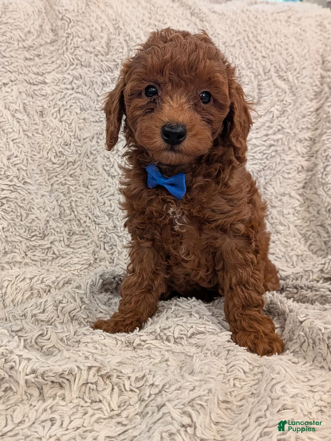 Miniature Poodle dogs for sale: Brody - Ad 1