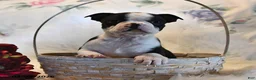 Boston Terrier dogs for sale: Boston - Ad 3