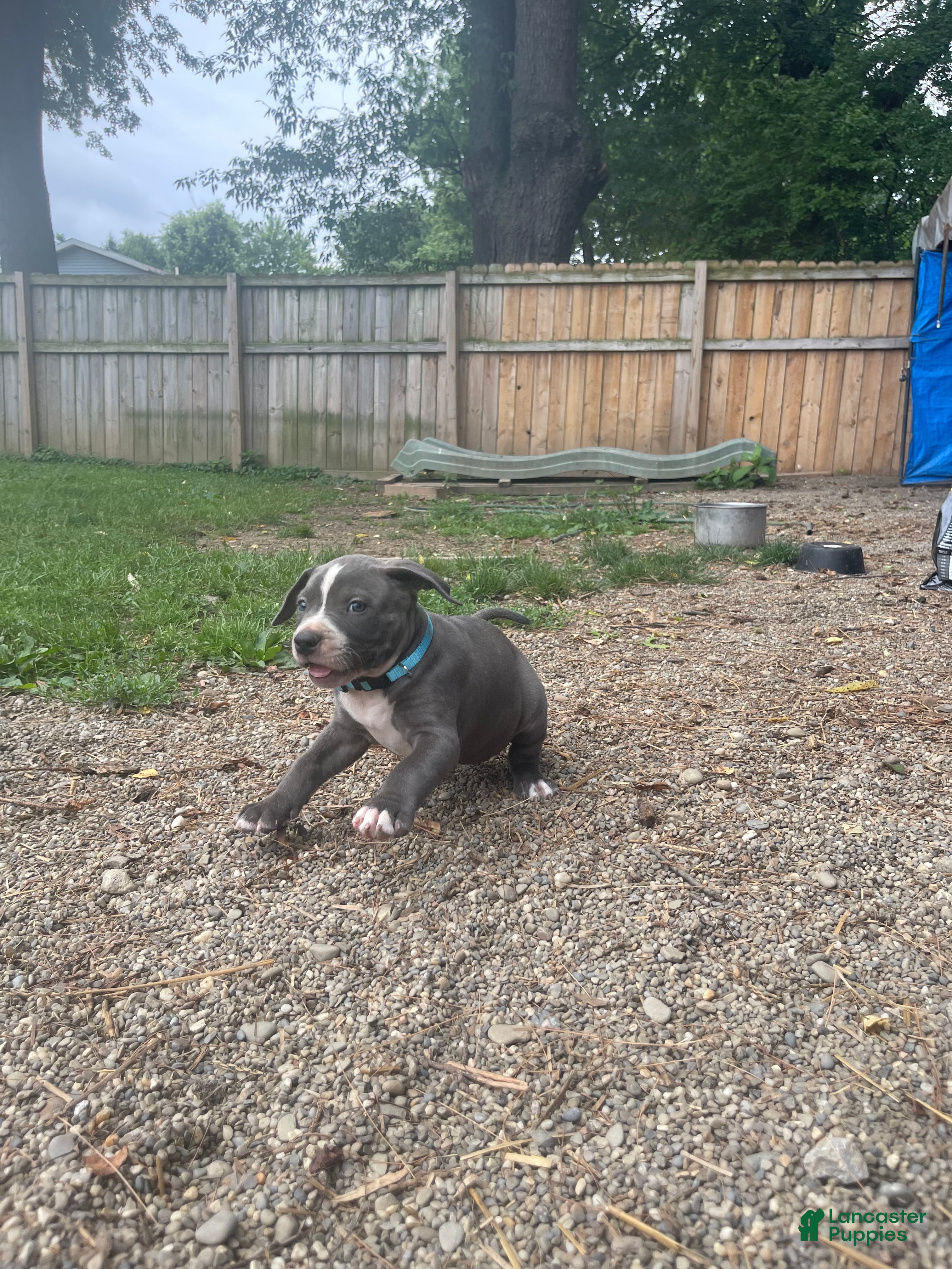 American Bully dogs American Bully 5 - Ad 2