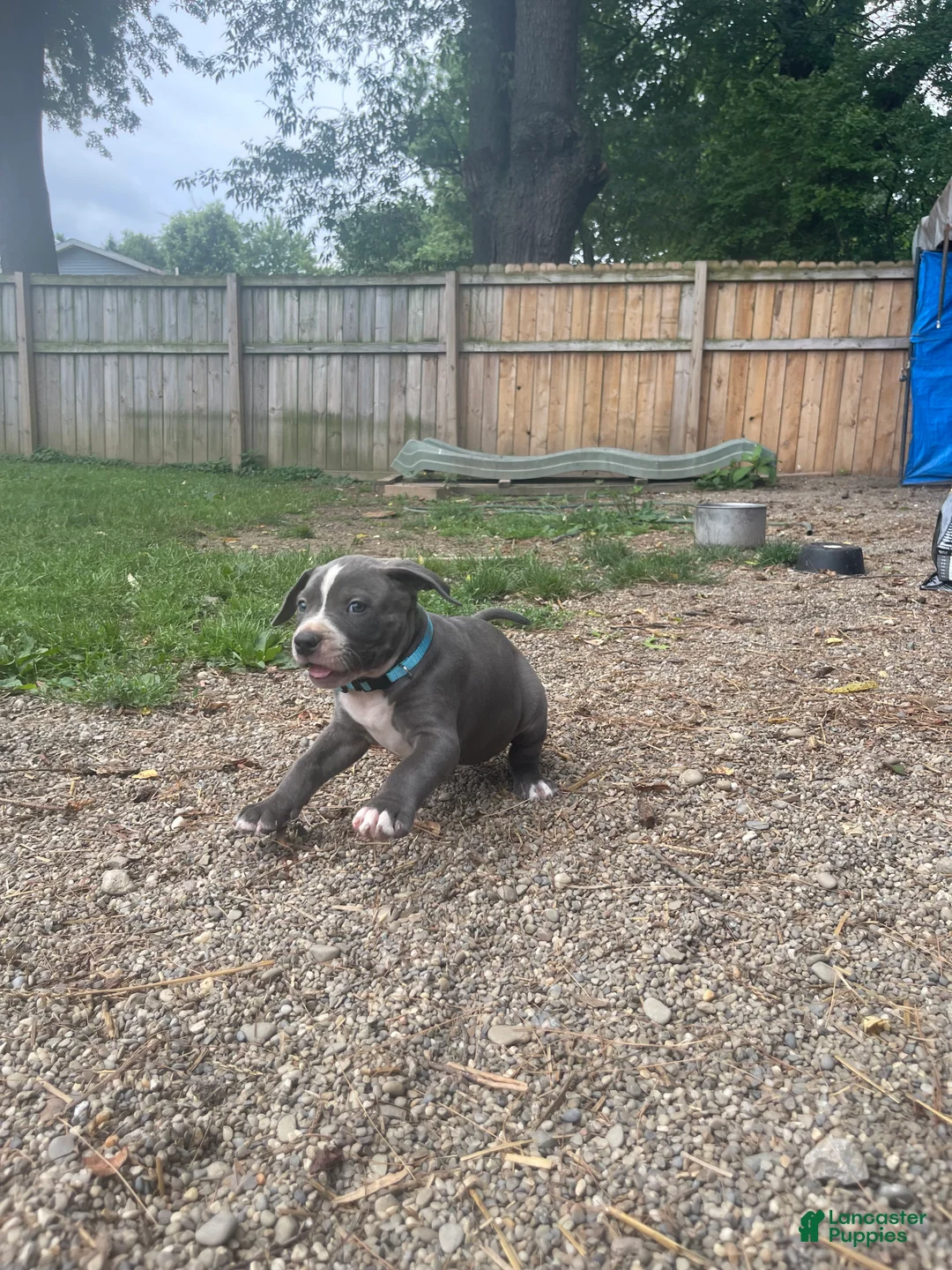 American Bully dogs for sale: American Bully 5 - Ad 2