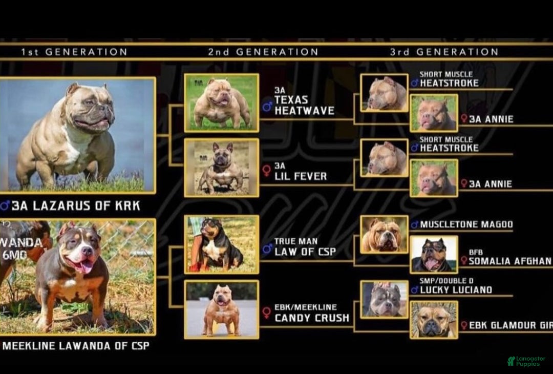 American Bully dogs for sale: American Bully adult female - Ad 2