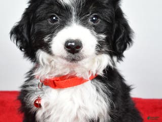 Mini Aussiedoodle dogs Gabrielle - Ad 22