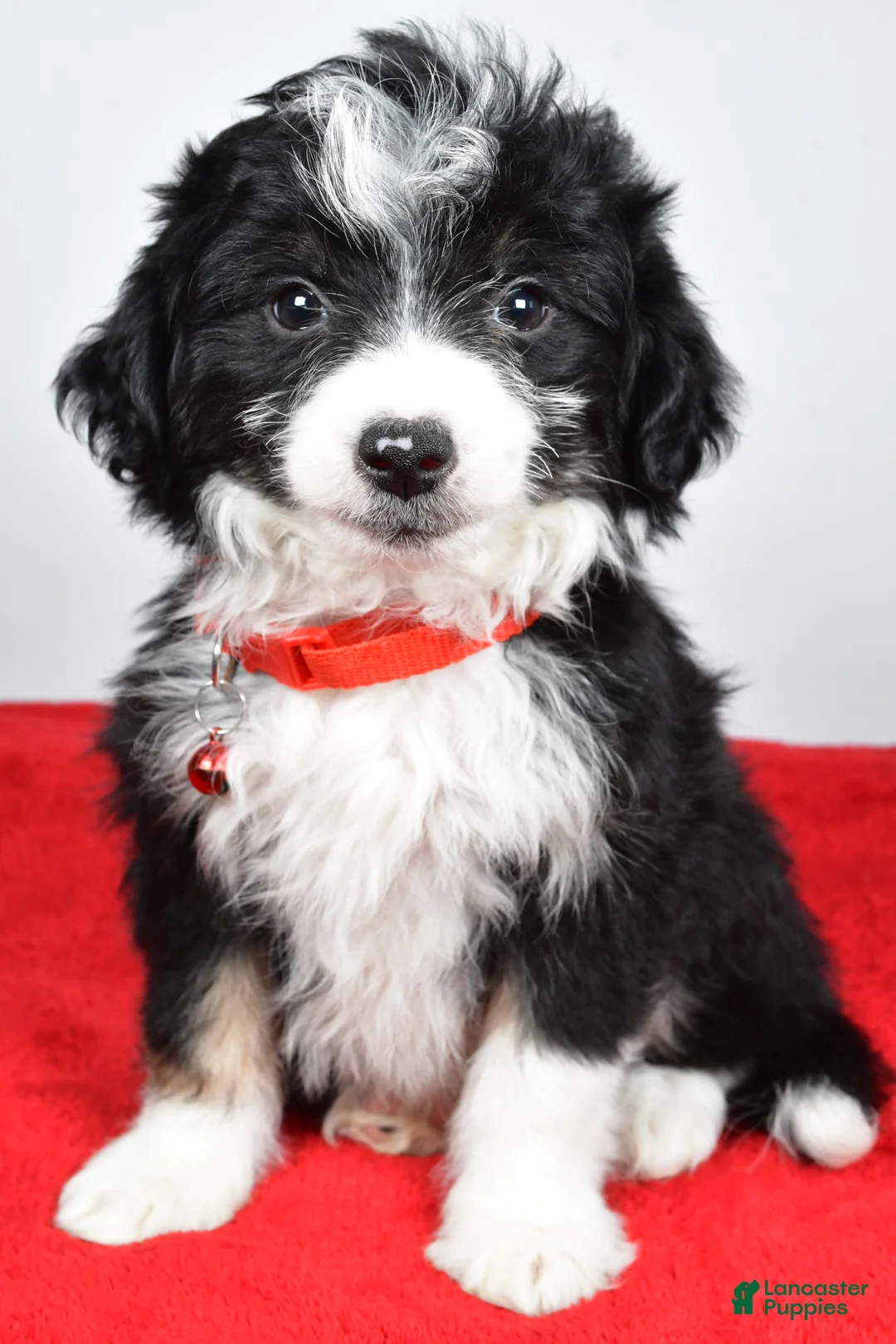 Mini Aussiedoodle dogs for sale: Gabrielle - Ad 1