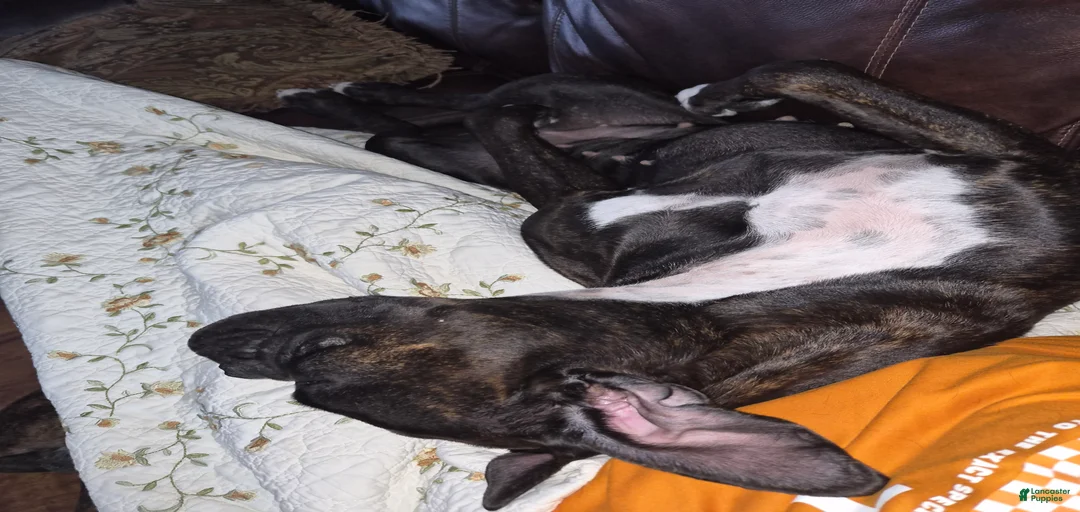 Gallery Image {{count}}