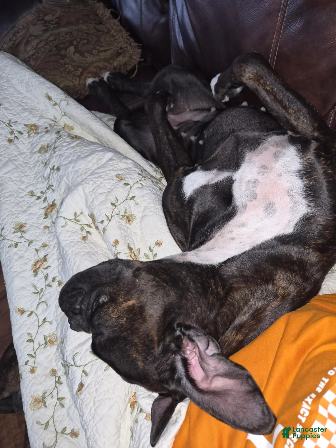 Gallery Image {{count}}