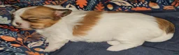Mixed Breed dogs for sale: Paw-Dmé Amidala  - Ad 4